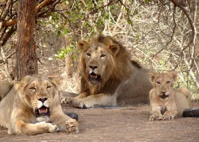 This is a Asiatic lion family at Gir forest near Junagadh city, Gujarat state, India