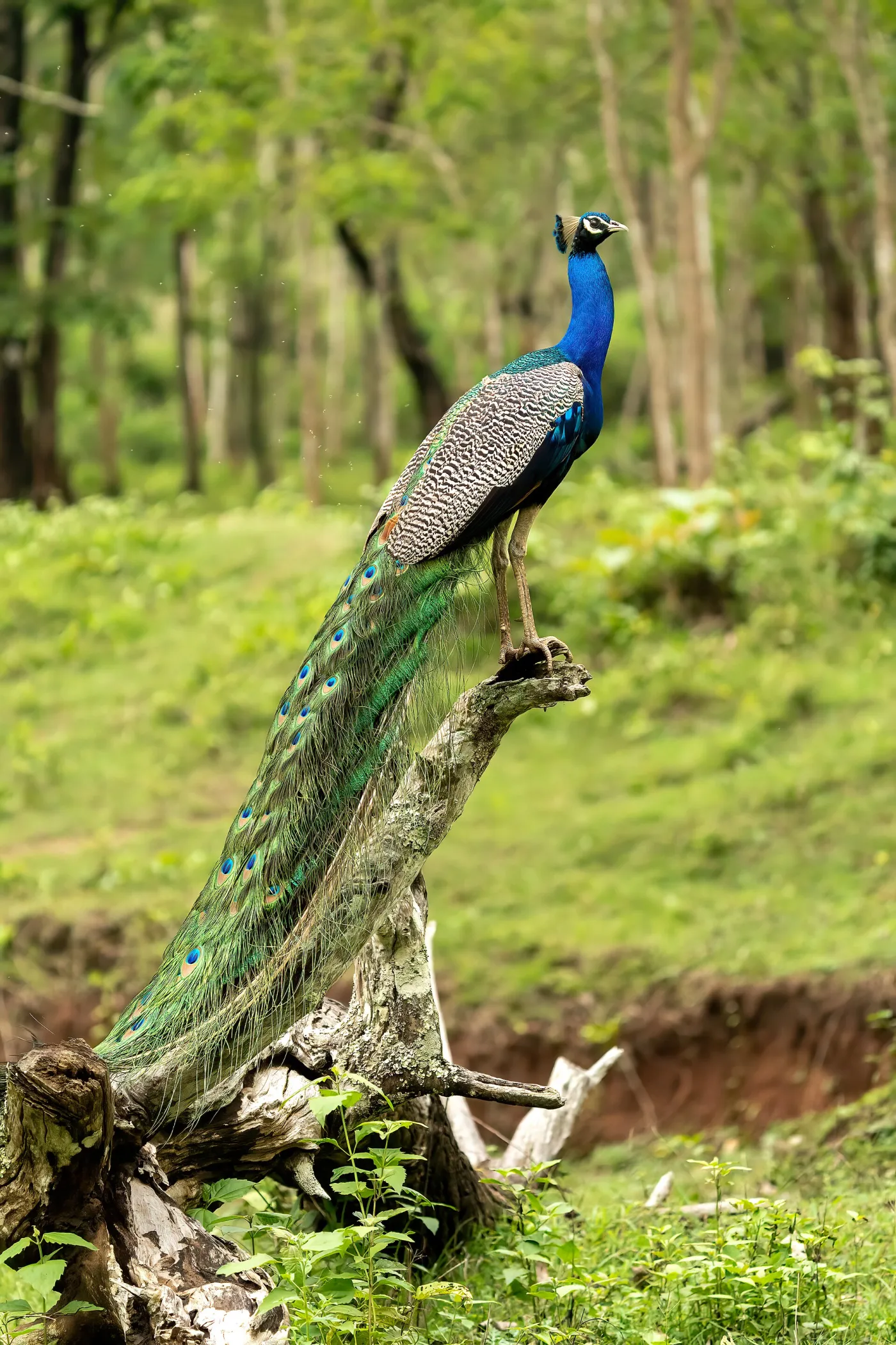 Jungle book at Kabini, May '22. A summer of rain, thanks to Cyclone Asani.