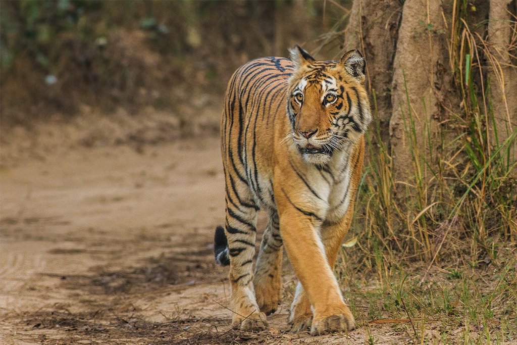 Tigress walking on the gypsy track in Bijrani zone.