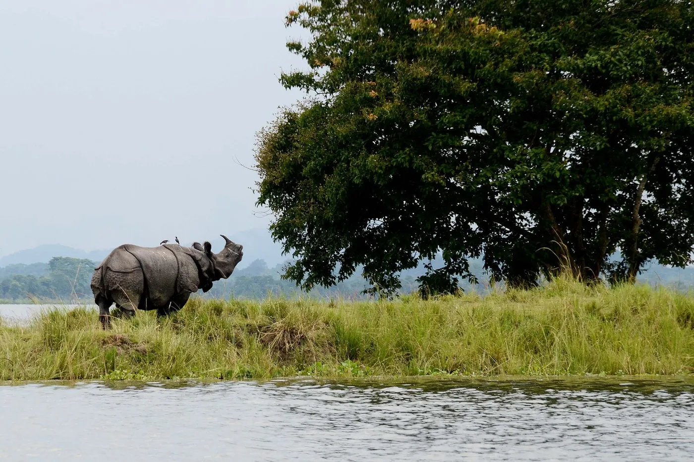 An adult male one horned rhino takes shelter on highland during flood  at Kaziranga National Park in Bagori range of Nagaon district of Assam
