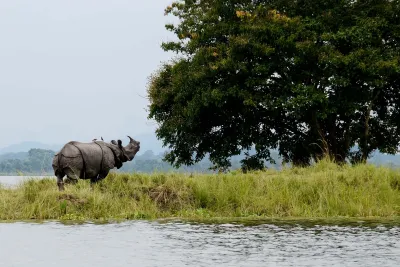 An adult male one horned rhino takes shelter on highland during flood  at Kaziranga National Park in Bagori range of Nagaon district of Assam