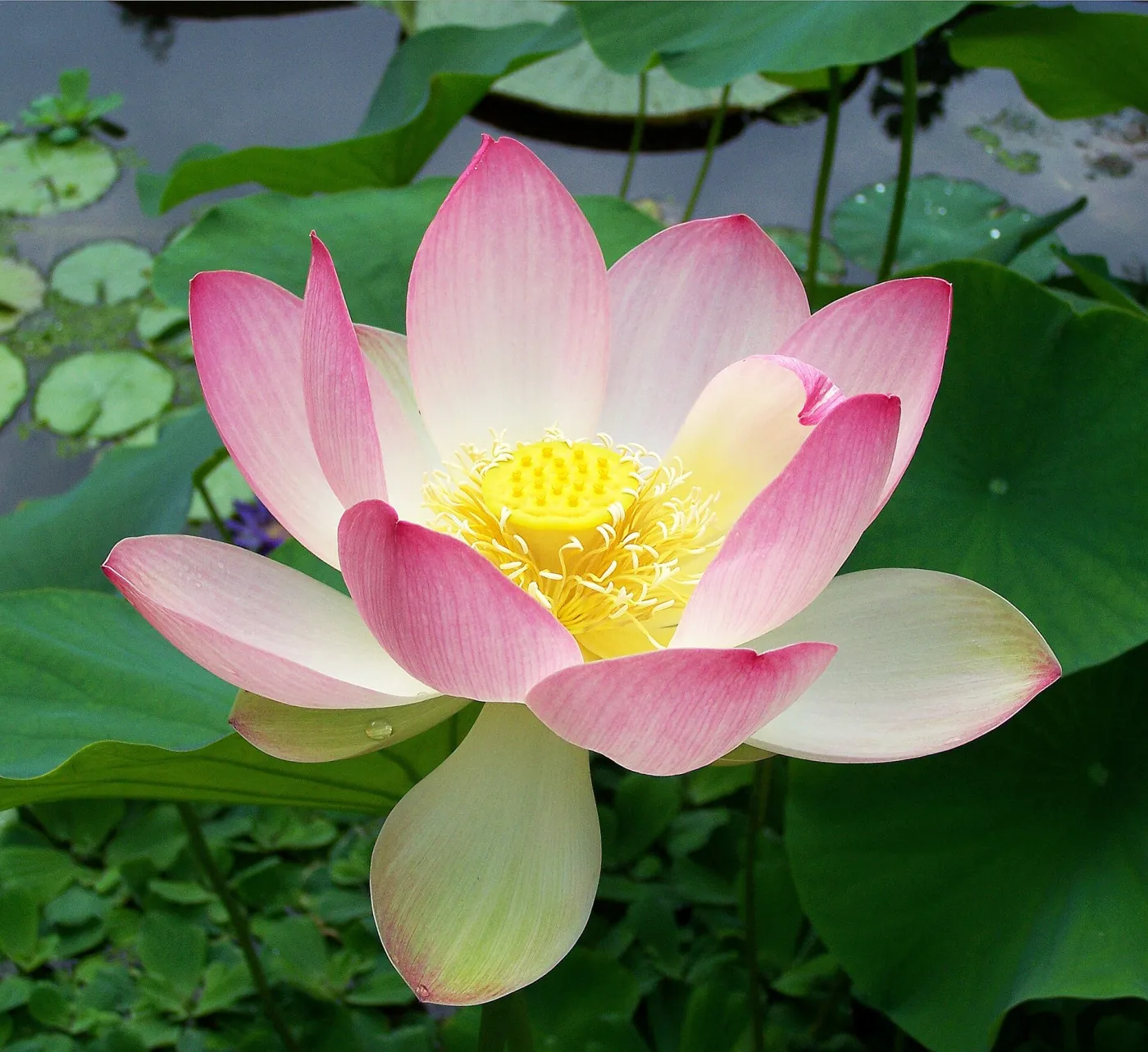 Flower of Nelumbo nucifera, bean of India.