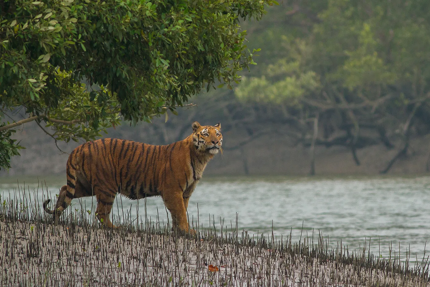 A Bengal Tiger checks out the conditions before getting into the canal at Sundarban Tiger Reserve, West Bengal, India.